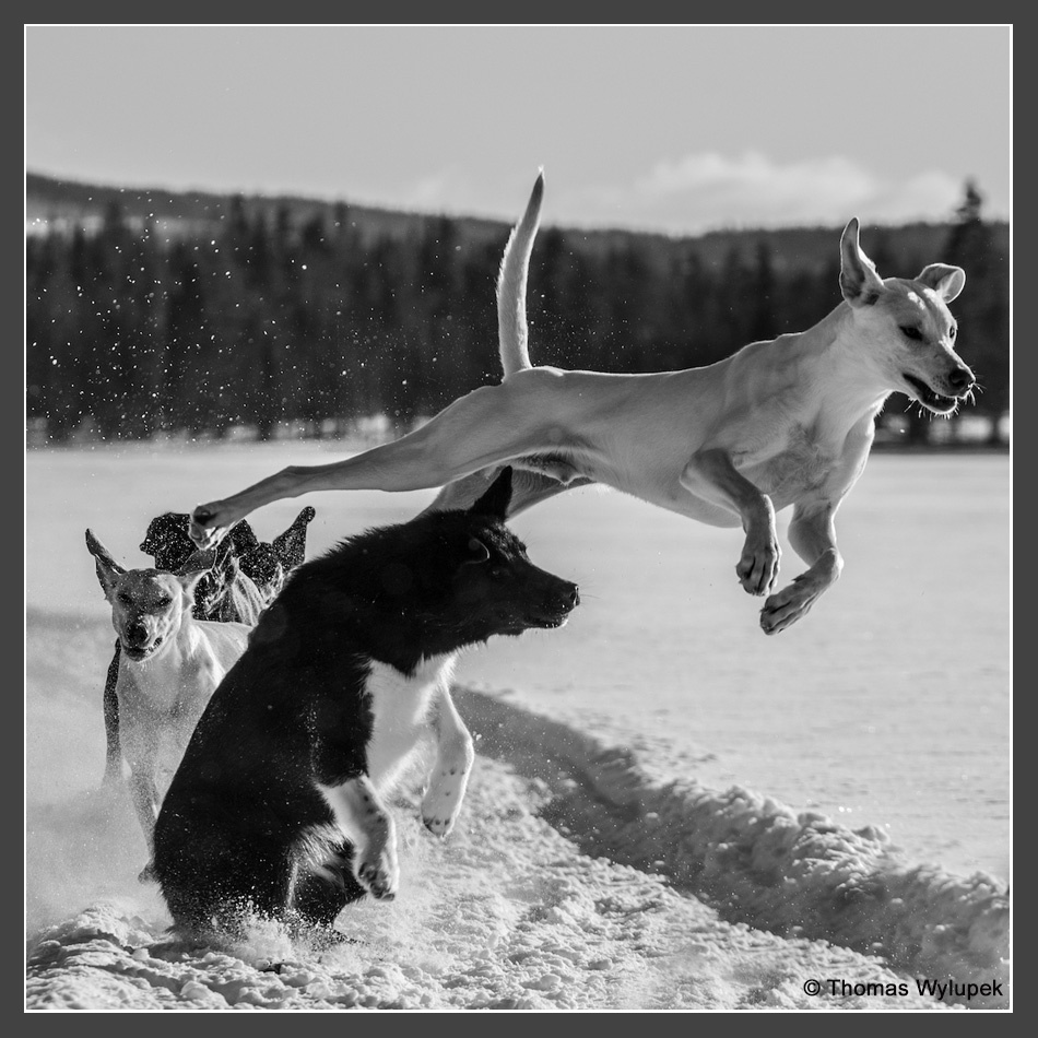Platz 5 Wylupek, Thomas - Lappland Hunde