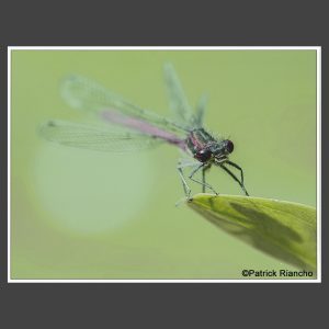 Platz 4 Riancho, Patrick - zartes Wesen