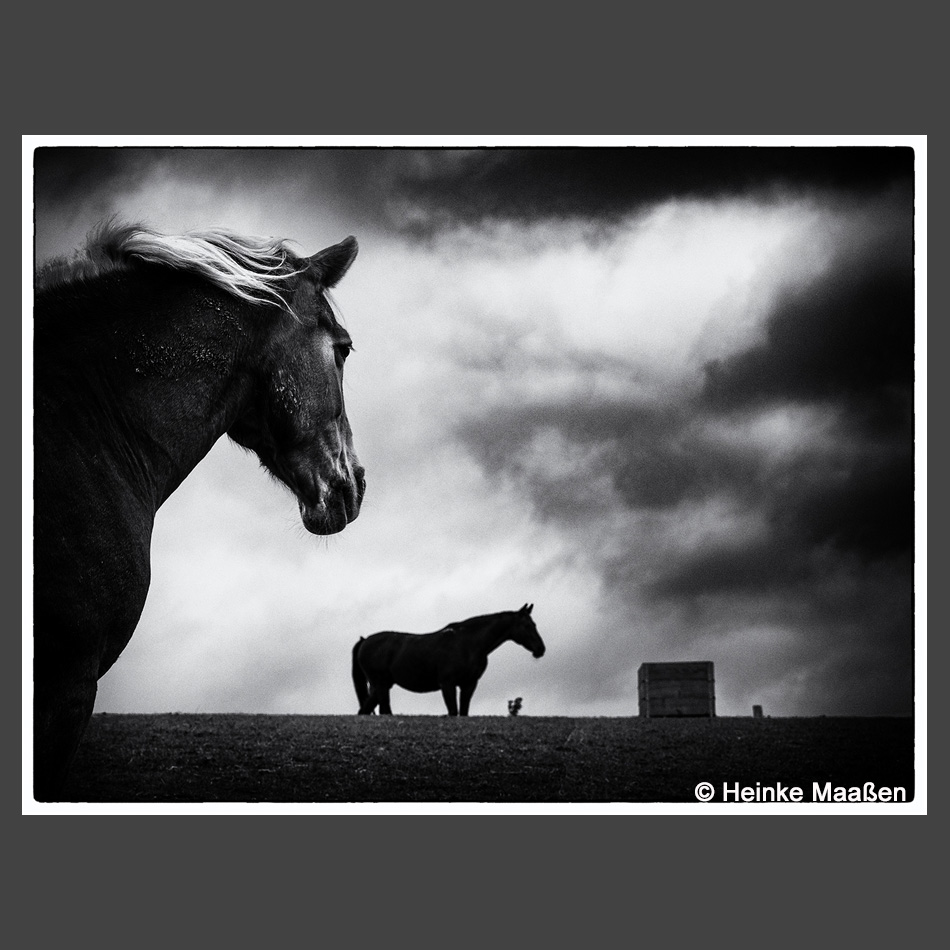 Platz 1 Maaßen, Heinke - Pferdekoppel