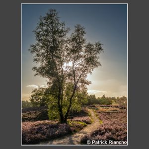 Platz 2 Riancho, Patrick - Weg durch die Heide
