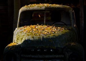 Wolfgang Junge: Alter Opel unter Laub