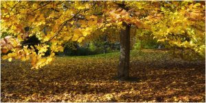 Heinke Maaßen: Baum