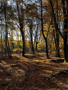 Christel Schmidt: Herbstwald