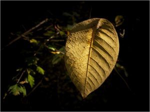 Lothar Siems: Letztes Blatt
